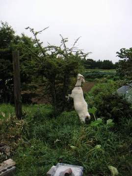 yagi_kubota.jpg yagi_kubota.jpg