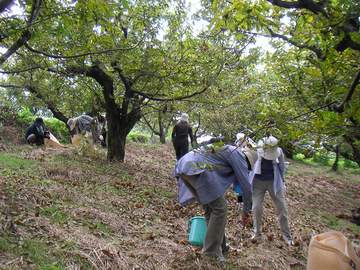 20070930yamae_kurihiroi.JPG 熊本県の山江村まで栗拾いにいってきました