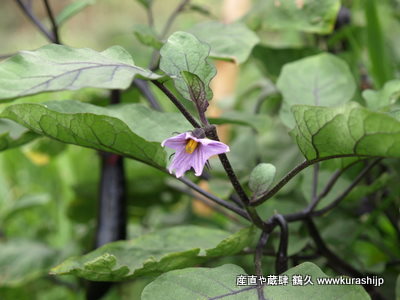 なすびの花 P7163475.JPG