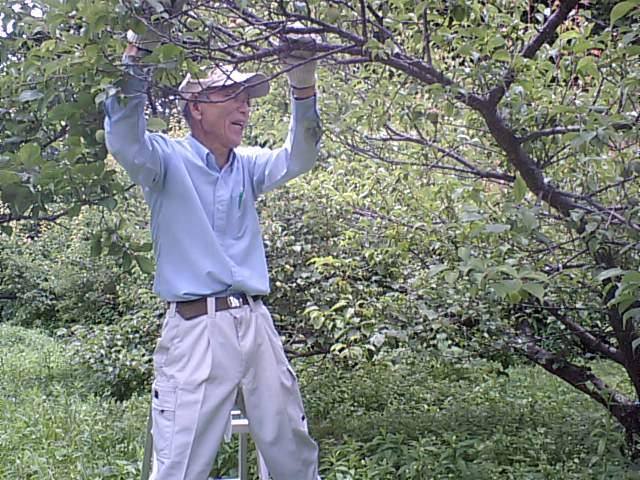 iyamasan_umechigiri.JPG iyamasan_umechigiri.JPG