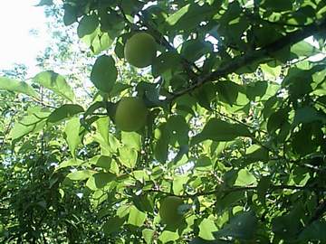 hirado_ume.jpg 水曜日には梅ちぎりに行ってきました。